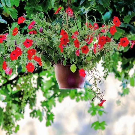 Kabak Misafir Evi מוטל פאראליה