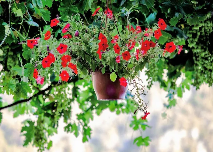 Kabak Misafir Evi 汽车旅馆 法拉尔雅